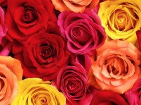 Valentine’s Day Gift Guide