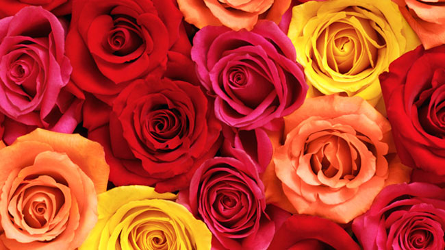 Valentine’s Day Gift Guide